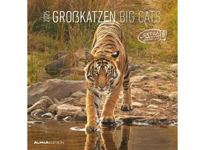 4251732343057 - Großkatzen 2025 - Broschürenkalender 30x30 cm (30x60 geöffnet) - Kalender mit Platz für Notizen - Big Cats - Bildkalender - Wandplaner - Edition