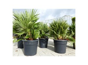 4251740101700 - Palme Vulcano 60 cm Zwergpalme Chamaerops Humilis winterhart bis -12°C