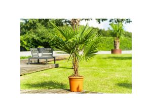 4251740101779 - L Palme 100-120 cm Trachycarpus fortunei Hanfpalme winterhart + robust bis -18°C