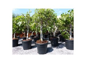 4251740102400 - Feigenbaum - hell UND dunkel - in 1 Topf Obstbaum winterhart Ficus Carica Feige