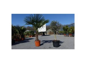 4251740104497 - Olivenbaum + XXL Palme im Set beste Qualität winterhart Trachycarpus Olive