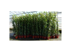 4251740104510 - 4 Stück Efeu Pflanze Hedera helix 180 - 200 cm Pyramide Säule winterhart Kletterpflanze Hecke Sichtschutz blickdicht