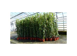 4251740105005 - 8 Stück Efeu Pflanze Hedera helix 180 - 200 cm Pyramide Säule winterhart Kletterpflanze Hecke Sichtschutz blickdicht