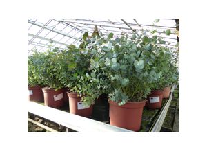 4251740105241 - XXL Eucalyptus Gunni Gunnii Busch Eukalyptusbaum 60 - 80 cm Pflanze winterhart