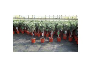 4251740105326 - Olivenbaum Stamm Olive 80 - 100 cm hoch beste Qualität Olea Europaea