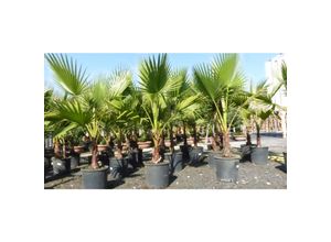 4251740106156 - Washingtonia Robusta 160 cm Stamm 30-40 cm Petticoat Palme winterhart