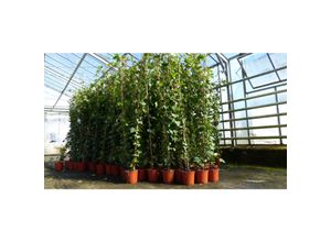 4251740107122 - 30 Stück Efeu Hedera helix 180 - 200 cm Pyramide Säule winterhart Kletterpflanze Hecke Sichtschutz blickdicht