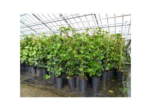 4251740107559 - 10 Stück Efeu Hedera helix 85 - 105 cm Heckenpflanze winterhart Kletterpflanze Hecke Sichtschutz blickdicht
