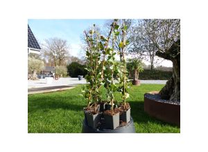 4251740107573 - 20 Stück Efeu Hedera helix 90 - 120 cm Heckenpflanze winterhart Kletterpflanze Hecke Sichtschutz blickdicht