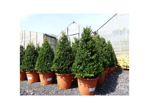 4251740107979 - Ilex crenata Stokes Pyramide 60-80 cm Kegel Buchsbaum Ersatz winterhart + robust