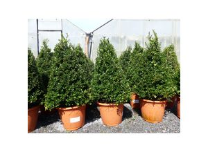 4251740107993 - 2 Stück Ilex crenata Stokes Pyramide 60-80 cm Kegel Buchsbaum Ersatz winterhart + robust