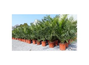 4251740108037 - 2 Stück Palme XXL 180 cm Phoenix canariensis kanarische Dattelpalme winterhart