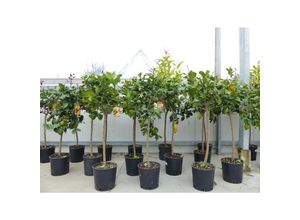 4251740108419 - Zitrus Zitronenbaum Zitrone Citrus Limon Limone 120 - 140 cm Zitruspflanze