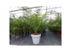 4251740108662 - XXL Palme inkl Pflanzkübel 220-230 cm Phoenix Canariensis Dattelpalme