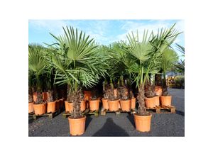 4251740108679 - 2x Trachycarpus Palme 140-150 cm + 1x Intex swimming pool 262x175x56 cm