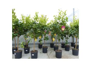 4251740109409 - Zitrus Zitronenbaum Zitrone Citrus Limon Limone 140 - 160 cm Zitruspflanze