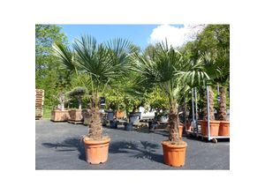 4251740109638 - 2 Stück im Palmenset Trachycarpus fortunei dicke Stämme 220 cm Hanfpalme winterharte Palme bis -18°C