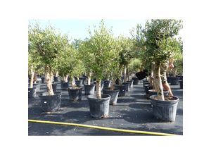 4251740109768 - Olivenbaum Olive Angebot 150 - 180 cm beste Qualität winterhart Olea Europaea