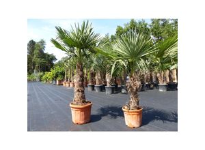 4251740110566 - 2 Stück im Palmenset Trachycarpus fortunei dicke Stämme 220 cm Hanfpalme winterharte Palme bis -18°C