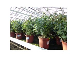 4251740110603 - XXL Eucalyptus Gunni Gunnii Busch Eukalyptusbaum 45 - 60 cm Pflanze winterhart