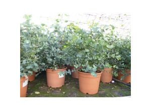 4251740110610 - 2x XXL Eucalyptus Gunni Gunnii Busch Eukalyptusbaum 45 - 60 cm Pflanze winterhart