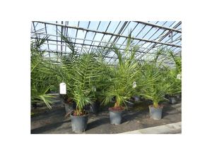 4251740110733 - 2 Stück Palme 90-120 cm Phoenix canariensis kanarische Dattelpalme kräftige Palmen keine Jungpflanzen