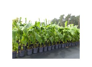 4251740110764 - Bananenstaude Musa Basjoo 100 - 120 cm winterhart Staude japanische Faserbanane