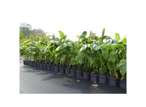 4251740110771 - 2x Bananenstaude Musa Basjoo 100 - 120 cm winterhart Staude japanische Faserbanane