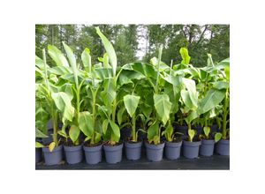 4251740110931 - Bananenstaude Banane Musa Basjoo 140 - 170 cm winterhart Staude japanische Faserbanane