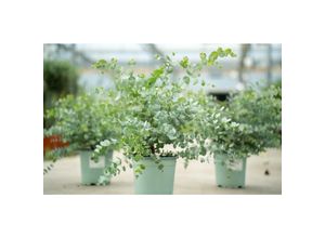 4251740110962 - 2x XL Eucalyptus Gunni Gunnii Busch Eukalyptusbaum 35- 50 cm Pflanze winterhart