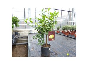 4251740112713 - beste Sorte Meyer Meyerii Zitrone echter Zitronenbaum 70 - 80 cm Citrus Limon Zitruspflanze