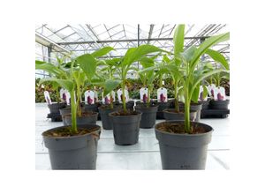 4251740112737 - Bananenstaude Banane Musa Sikkimensis Red Tiger Banane 35 - 55 cm winterhart Staude