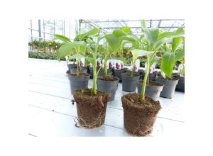 4251740112867 - 2x Bananenstaude Banane Musa Sikkimensis Red Tiger Banane 35 - 55 cm winterhart Staude