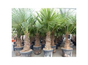 4251740113215 - 5 Stück XXL Stämme Palme winterhart 180 cm Trachycarpus fortunei Hanfpalme Top-Qualität