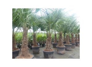 4251740113239 - 2 Stück im Palmenset Trachycarpus fortunei dicke Stämme 200 cm Hanfpalme winterharte Palme bis -18°C