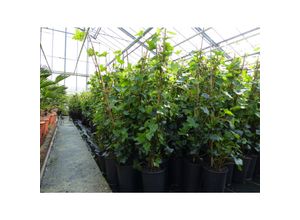 4251740113338 - 10 Stück Efeu Hedera helix 100 - 120 cm Heckenpflanze winterhart Kletterpflanze Hecke Sichtschutz blickdicht