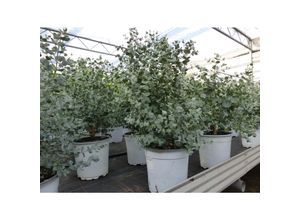 4251740113413 - XL Eucalyptus Gunni Gunnii Busch Eukalyptusbaum 35 - 50 cm Pflanze winterhart