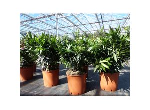 4251740113468 - Oleander Premiumqualität 80 - 100 cm Busch Nerium Krone Ø60 cm Rosenlorbeer Premium rot rosa oder weiß