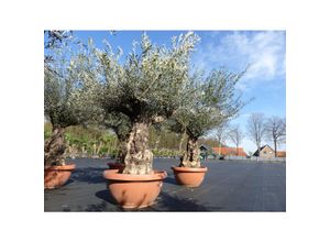 4251740113536 - Olivenbaum in Bonsai-Schale 190 - 210 cm knorrige urige Olive winterhart Olea Europaea