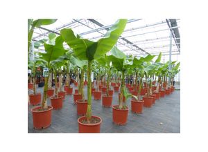 4251740113604 - Bananenstaude Banane Musa Basjoo 120 - 160 cm winterhart Staude japanische Faserbanane