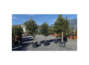 4251740113697 - 3x Olivenbaum Olive 20 Jahre 160 - 170 cm beste Qualität Stammumfang 20 - 30 cm winterhart Olea Europaea