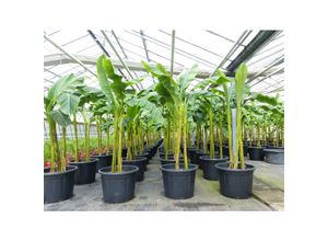 4251740113734 - Bananenstaude als 3er Gruppe Banane Musa Basjoo 220 cm winterhart Staude japanische Faserbanane