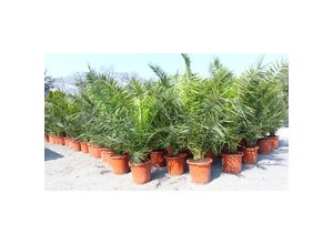 4251740113758 - 2 Stück Palme XXL 160 cm Phoenix canariensis kanarische Dattelpalme winterhart