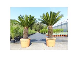 4251740113819 - Mega Palmfarn 160 - 180 cm Cycas Revoluta bis 50 Wedel Sagopalme Palme innen + außen