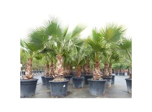 4251740113840 - 2xWashingtonia Robusta 180-210 cm XXL Stamm 55-70 cm Petticoat Palme winterhart