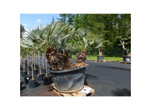 4251740113895 - Palmengruppe Palme 183 cm Cerifera - Blaue Zwerg-Palme Humilis winterhart bis -14°C