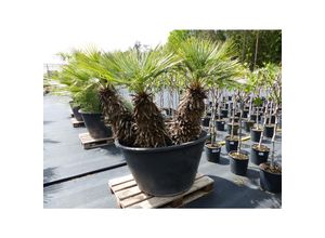 4251740113918 - Palmengruppe Palme 174 cm Cerifera - Blaue Zwerg-Palme Humilis winterhart bis -14°C