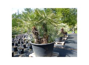 4251740113925 - Palmengruppe Palme 190cm Zwergpalme Chamaerops Humilis winterhart bis -12°C