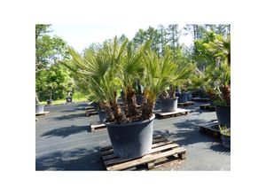 4251740114052 - Palmengruppe Palme 164cm Zwergpalme Chamaerops Humilis winterhart bis -12°C