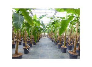 4251740114533 - Angebot Bananenstaude Musa Basjoo 140 - 160 cm winterhart Staude japanische Faserbanane